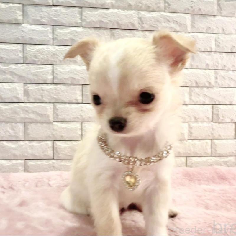 販売中の奈良県のチワワ(ロングコート)-431822の4枚目