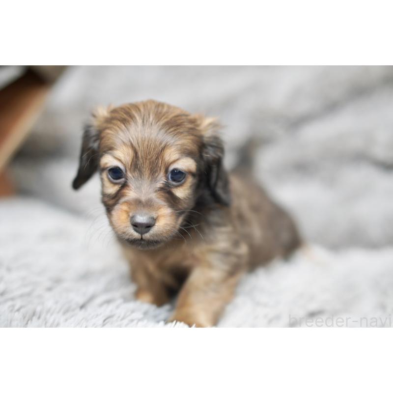 販売中の滋賀県のミニチュアダックスフンド(ロングヘアード)-431823の6枚目