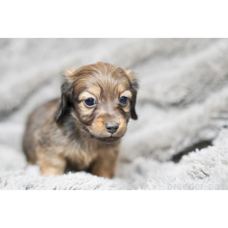 販売中の滋賀県のミニチュアダックスフンド(ロングヘアード)-431823の5枚目