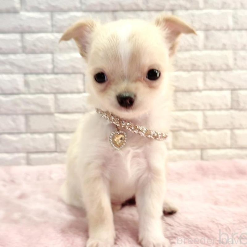 販売中の奈良県のチワワ(ロングコート)-431822の3枚目