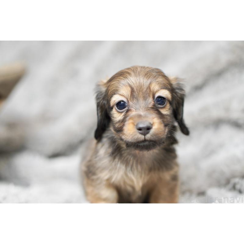 販売中の滋賀県のミニチュアダックスフンド(ロングヘアード)-431823の4枚目