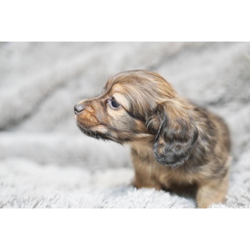 販売中の滋賀県のミニチュアダックスフンド(ロングヘアード)-431823の3枚目