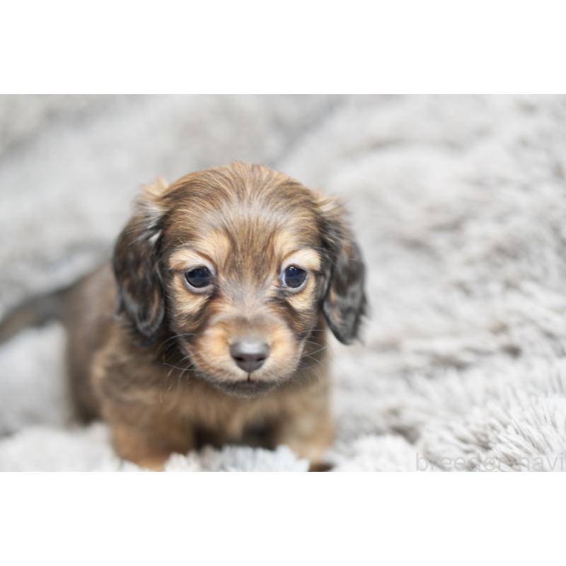 販売中の滋賀県のミニチュアダックスフンド(ロングヘアード)-431823の2枚目