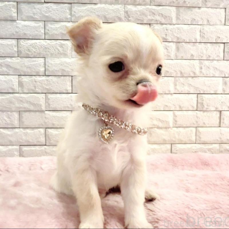 販売中の奈良県のチワワ(ロングコート)-431822の2枚目