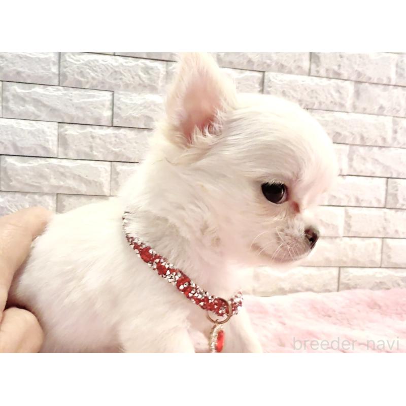 販売中の奈良県のチワワ(ロングコート)-431824の16枚目