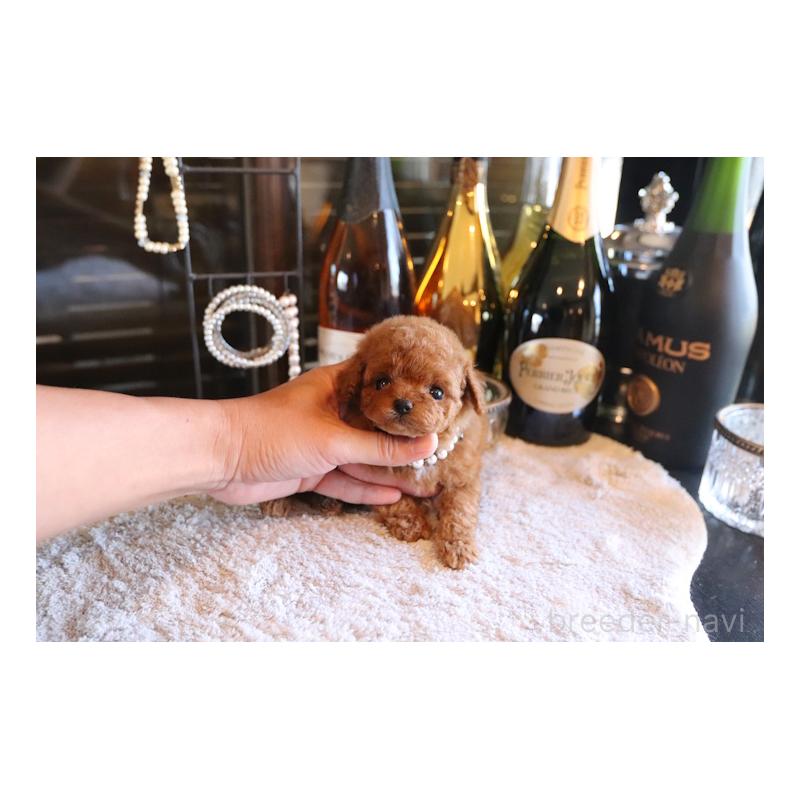 成約済の埼玉県のタイニープードル-430471の5枚目