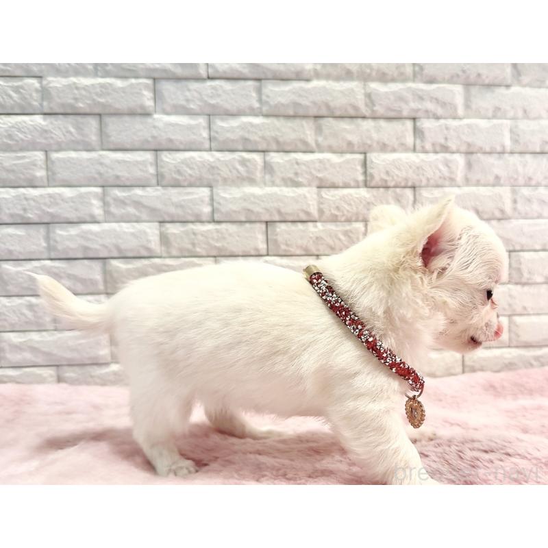 販売中の奈良県のチワワ(ロングコート)-431824の15枚目