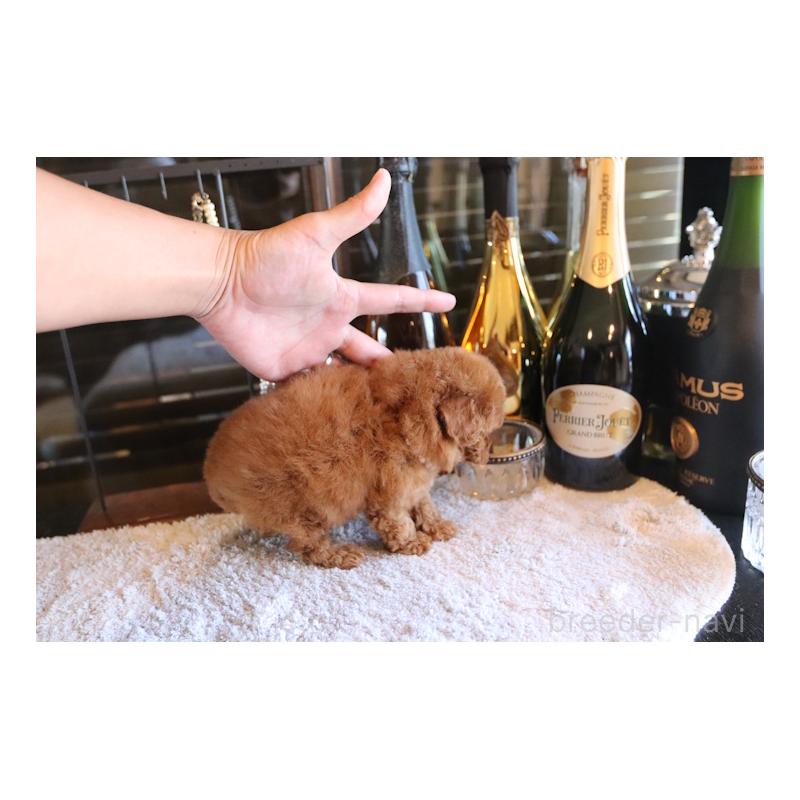 成約済の埼玉県のタイニープードル-430471の4枚目