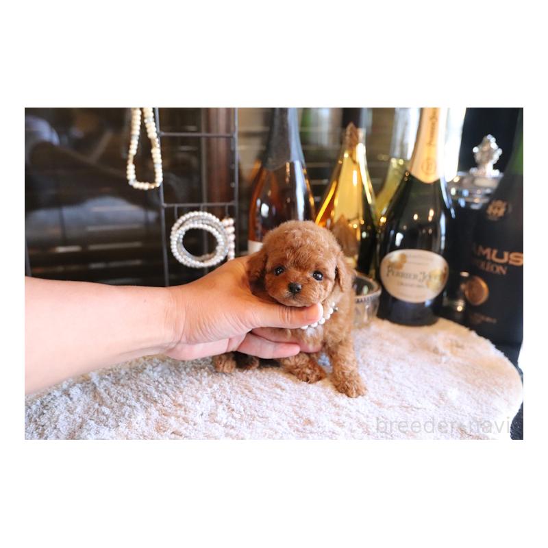 成約済の埼玉県のタイニープードル-430471の3枚目