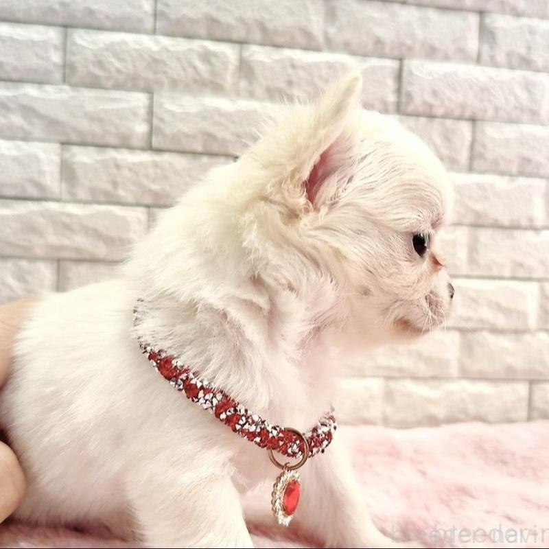 販売中の奈良県のチワワ(ロングコート)-431824の14枚目