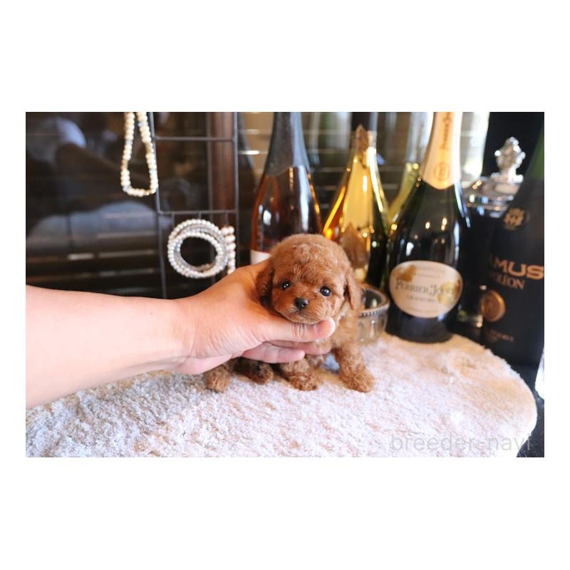 成約済の埼玉県のタイニープードル-430471の2枚目