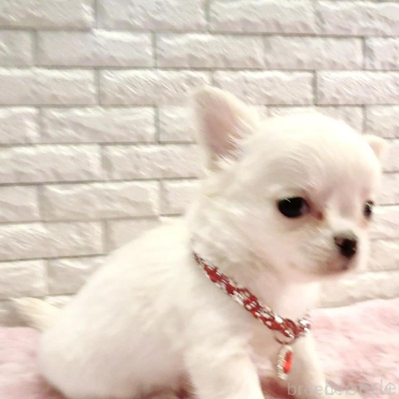 販売中の奈良県のチワワ(ロングコート)-431824の13枚目