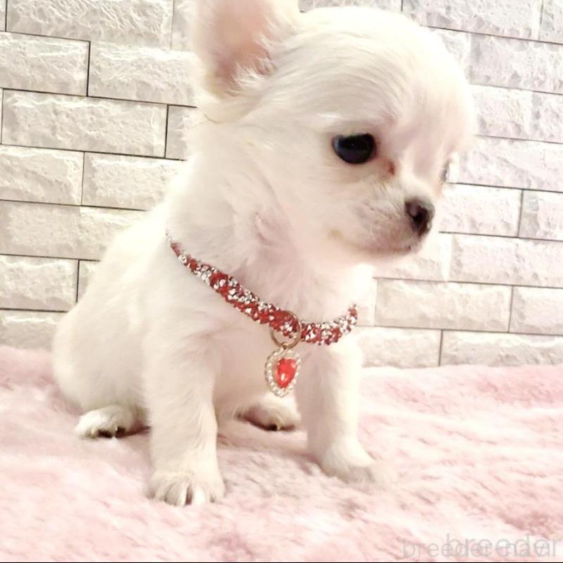 販売中の奈良県のチワワ(ロングコート)-431824の12枚目