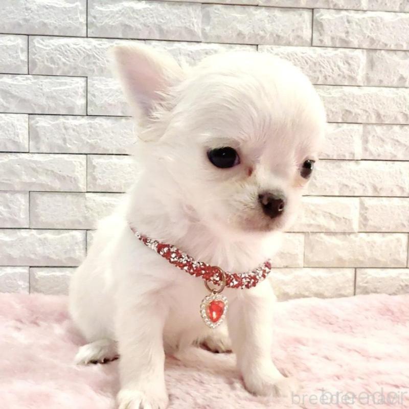 販売中の奈良県のチワワ(ロングコート)-431824の11枚目