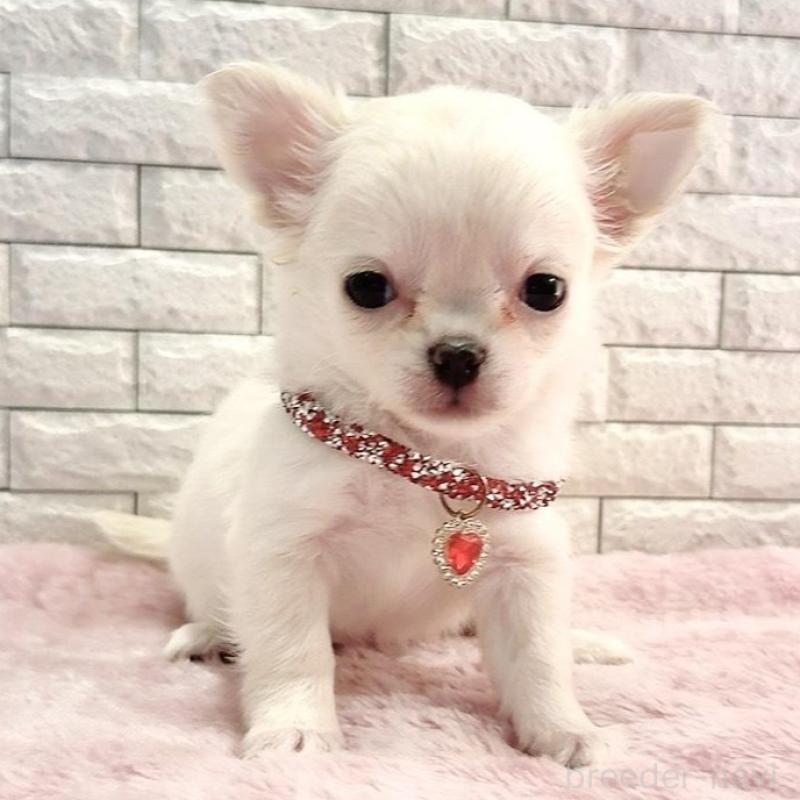 販売中の奈良県のチワワ(ロングコート)-431824の10枚目