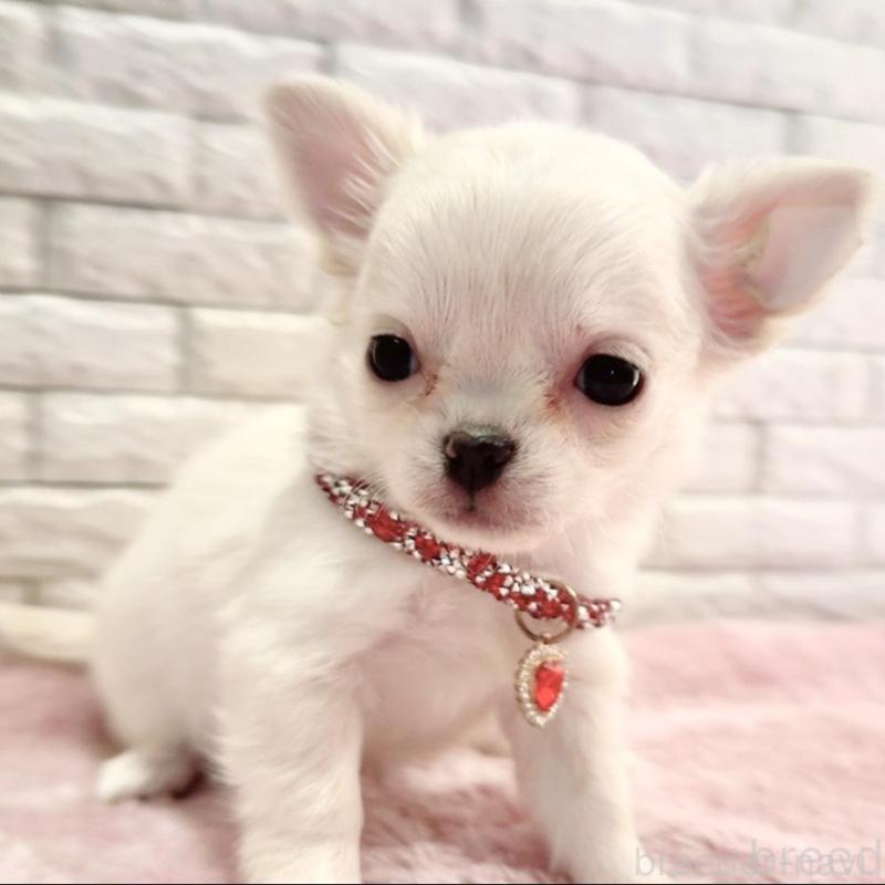 販売中の奈良県のチワワ(ロングコート)-431824の9枚目