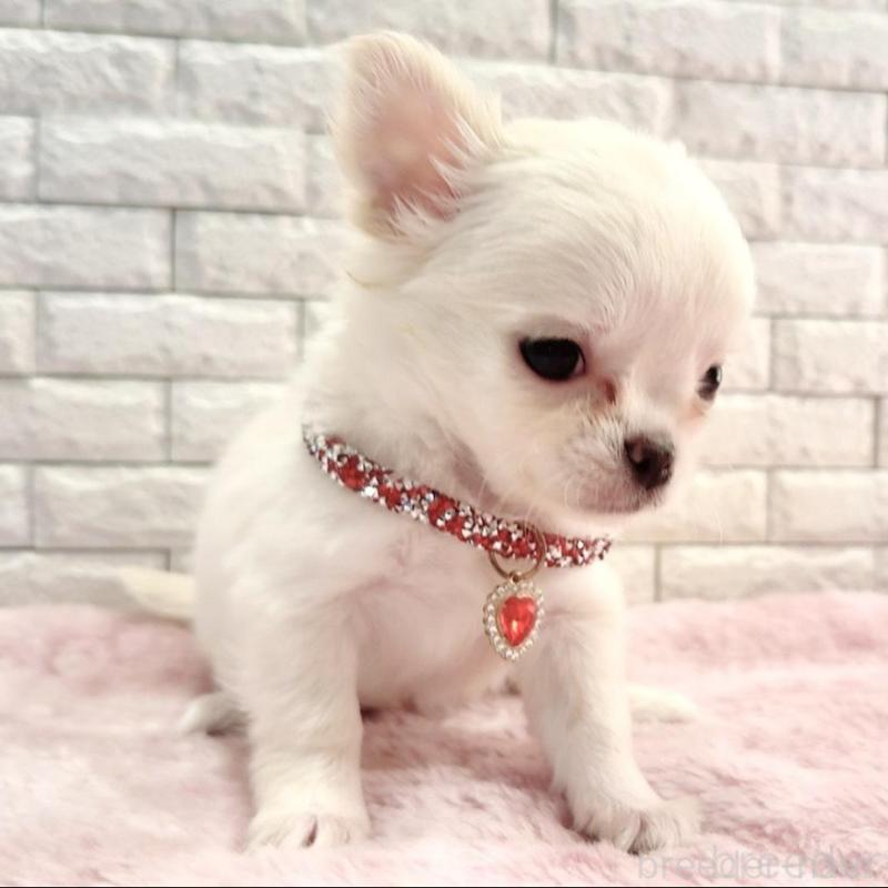 販売中の奈良県のチワワ(ロングコート)-431824の8枚目