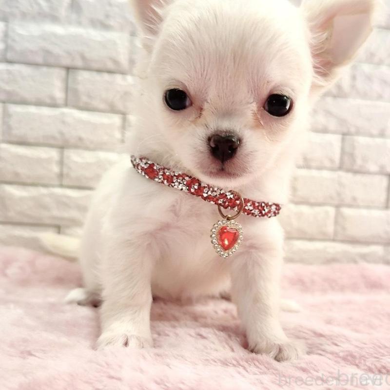 販売中の奈良県のチワワ(ロングコート)-431824の7枚目