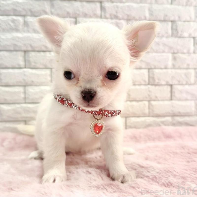 販売中の奈良県のチワワ(ロングコート)-431824の6枚目