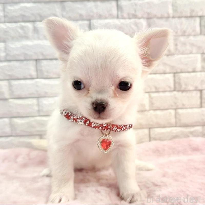 販売中の奈良県のチワワ(ロングコート)-431824の5枚目