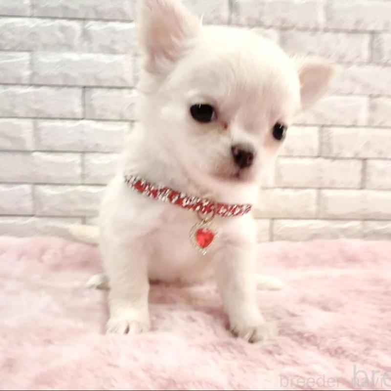 販売中の奈良県のチワワ(ロングコート)-431824の4枚目