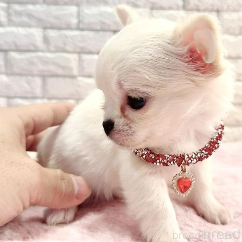 販売中の奈良県のチワワ(ロングコート)-431824の3枚目