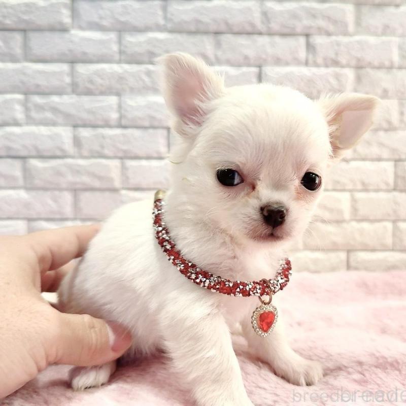 販売中の奈良県のチワワ(ロングコート)-431824の2枚目