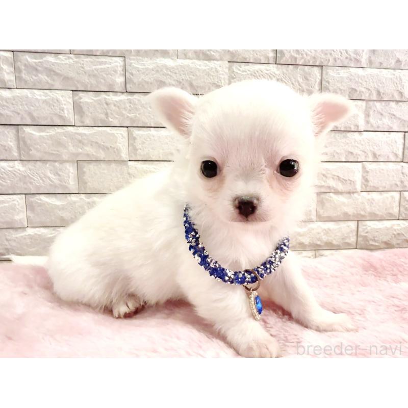 販売中の奈良県のチワワ(ロングコート)-431825の13枚目