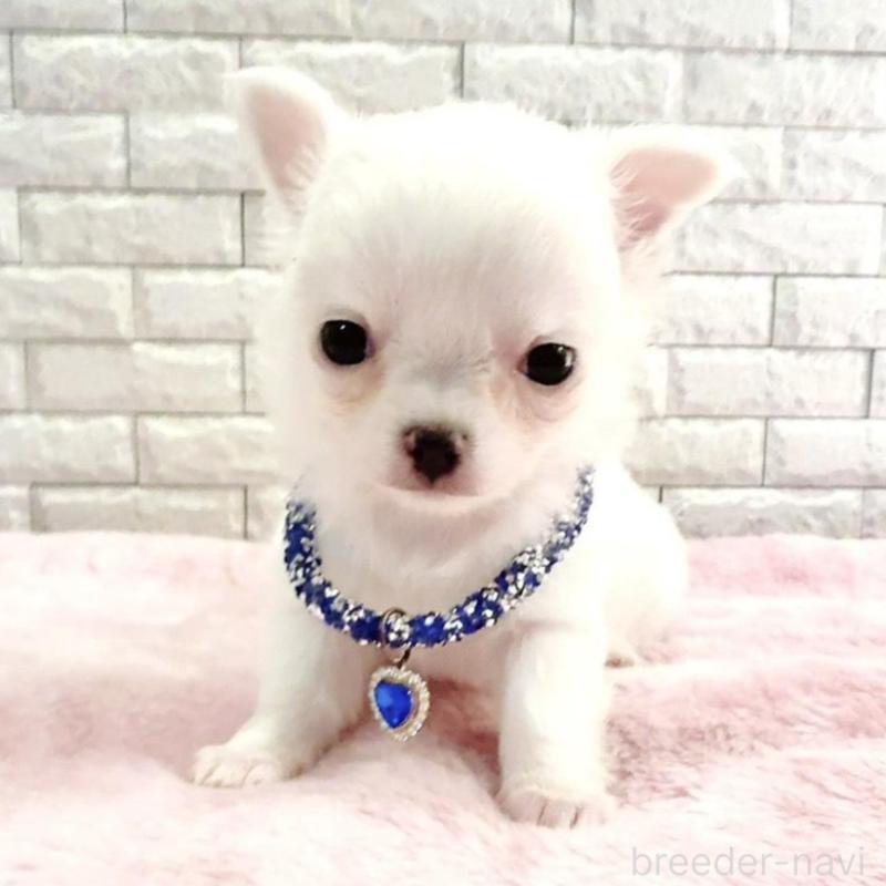 販売中の奈良県のチワワ(スムースコート)-431825