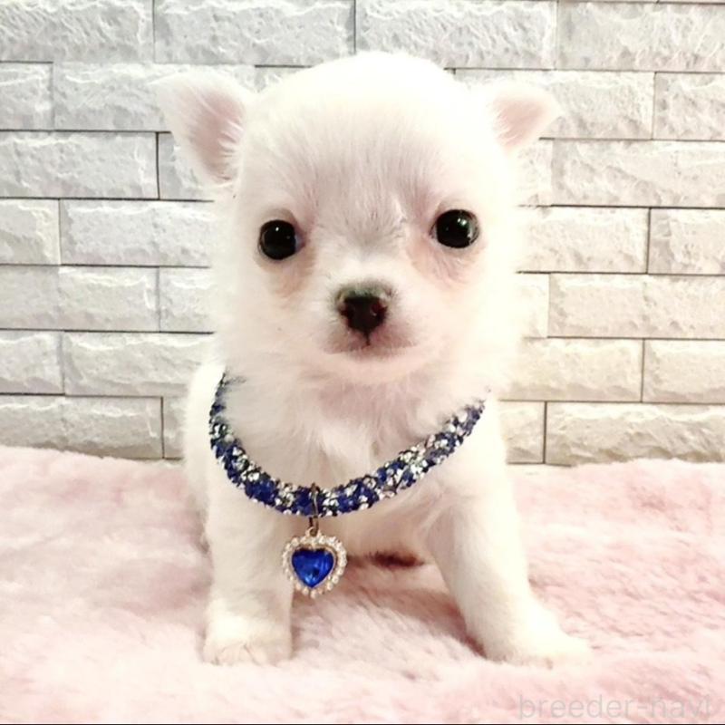 販売中の奈良県のチワワ(ロングコート)-431825の12枚目