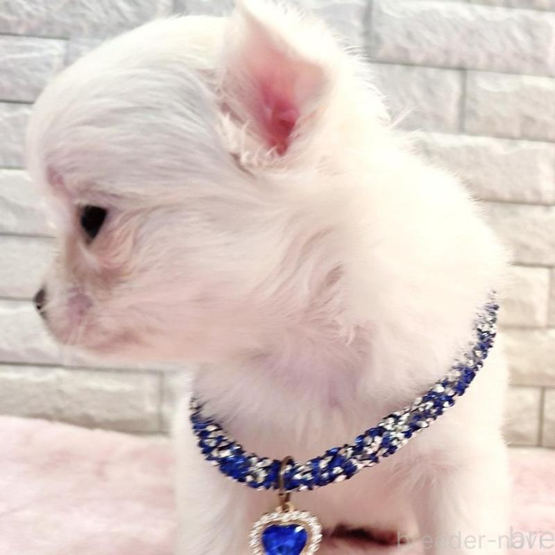 販売中の奈良県のチワワ(ロングコート)-431825の11枚目