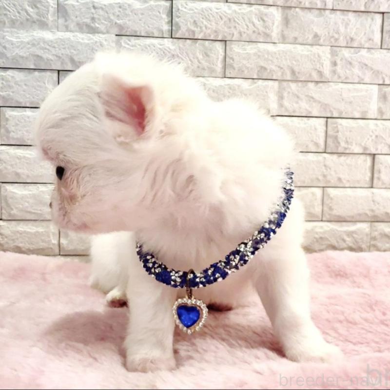 販売中の奈良県のチワワ(ロングコート)-431825の10枚目