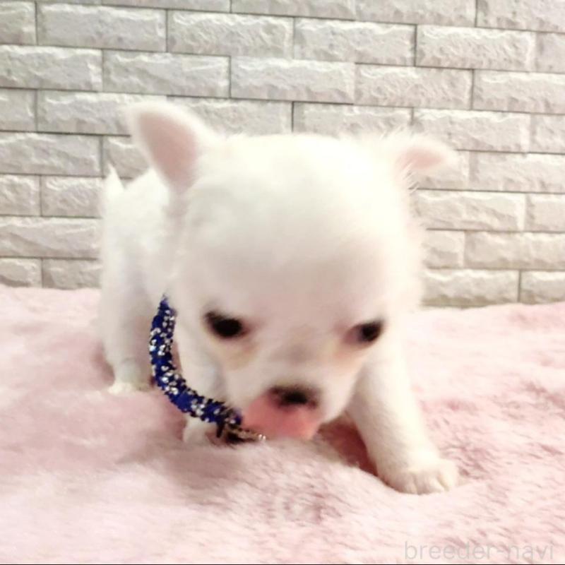 販売中の奈良県のチワワ(ロングコート)-431825の9枚目