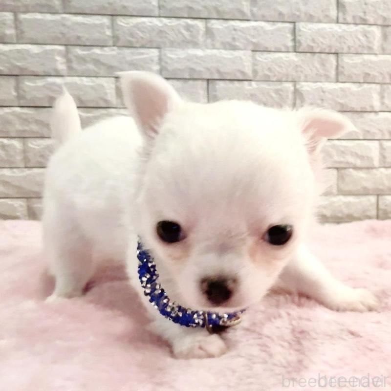 販売中の奈良県のチワワ(ロングコート)-431825の8枚目