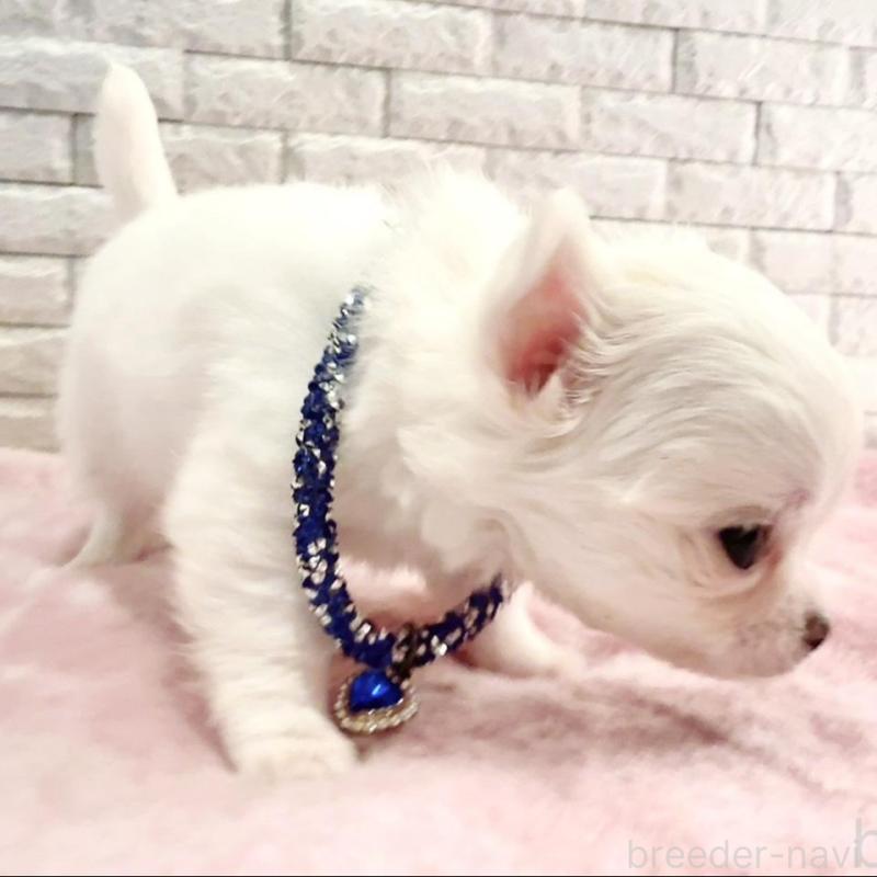 販売中の奈良県のチワワ(ロングコート)-431825の7枚目