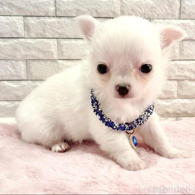 販売中の奈良県のチワワ(ロングコート)-431825の6枚目