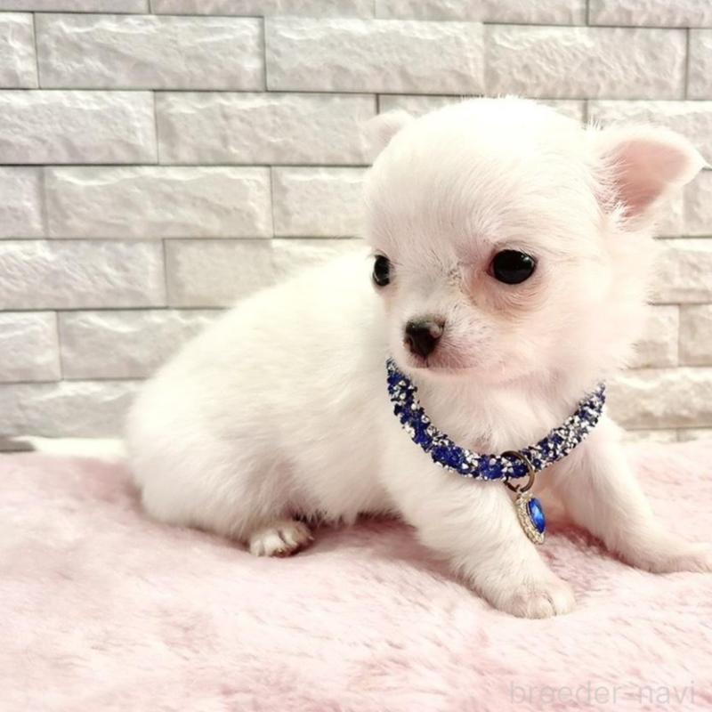 販売中の奈良県のチワワ(ロングコート)-431825の5枚目