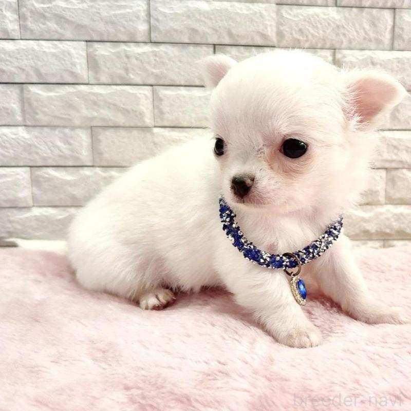 販売中の奈良県のチワワ(ロングコート)-431825の4枚目