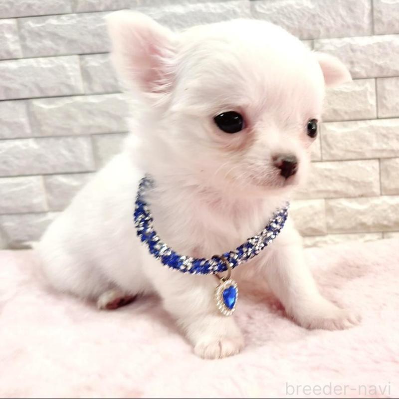 販売中の奈良県のチワワ(ロングコート)-431825の3枚目