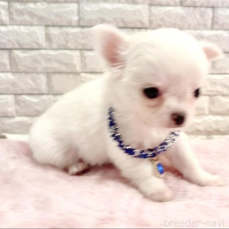 販売中の奈良県のチワワ(ロングコート)-431825の2枚目