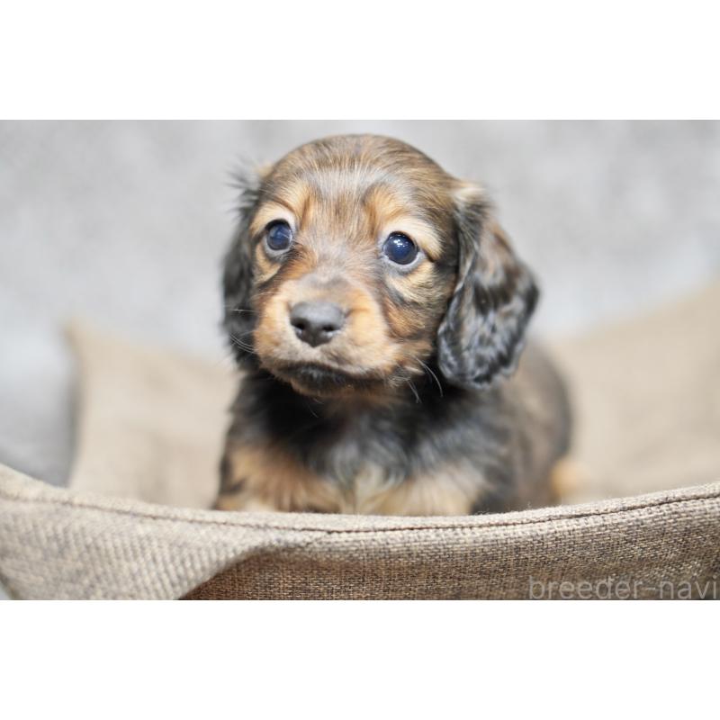 販売中の滋賀県のミニチュアダックスフンド(ロングヘアード)-431826の16枚目