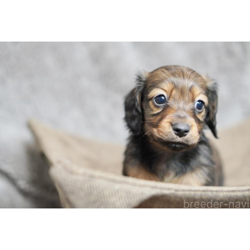 販売中の滋賀県のミニチュアダックスフンド(ロングヘアード)-431826の15枚目