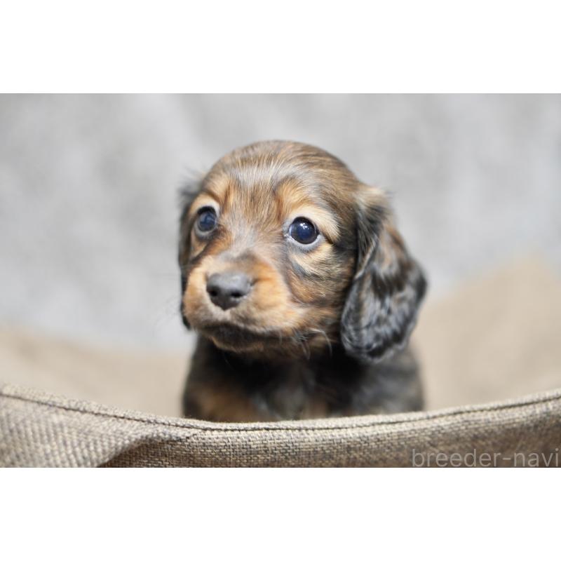 販売中の滋賀県のミニチュアダックスフンド(ロングヘアード)-431826の14枚目