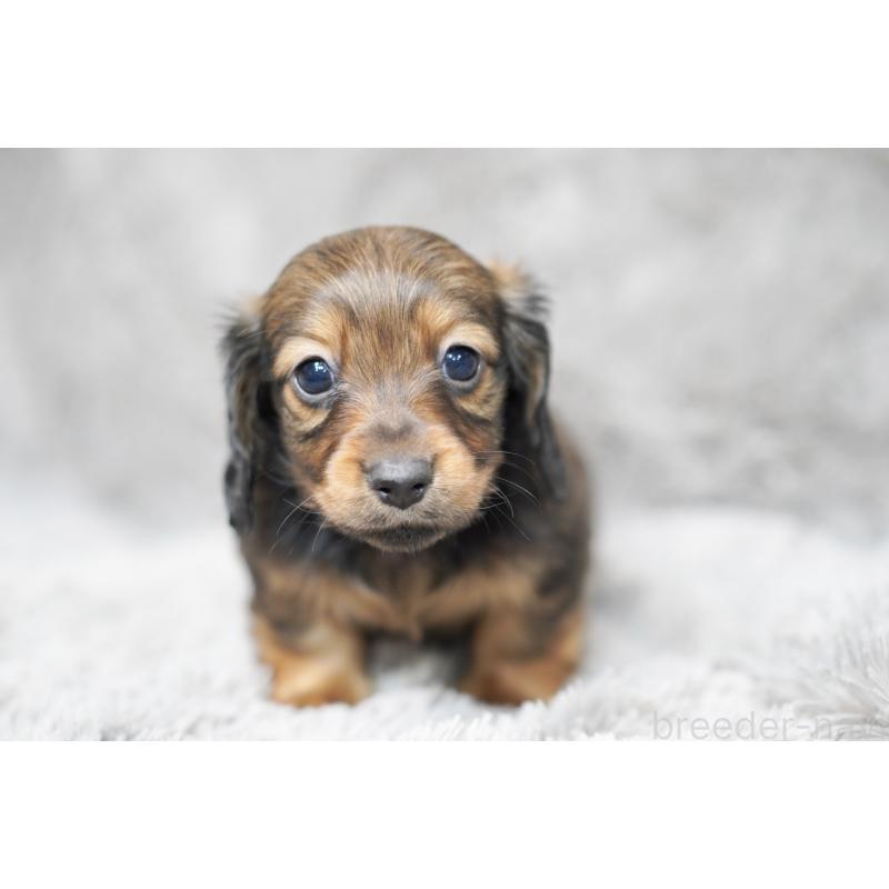 販売中の滋賀県のミニチュアダックスフンド(ロングヘアード)-431826