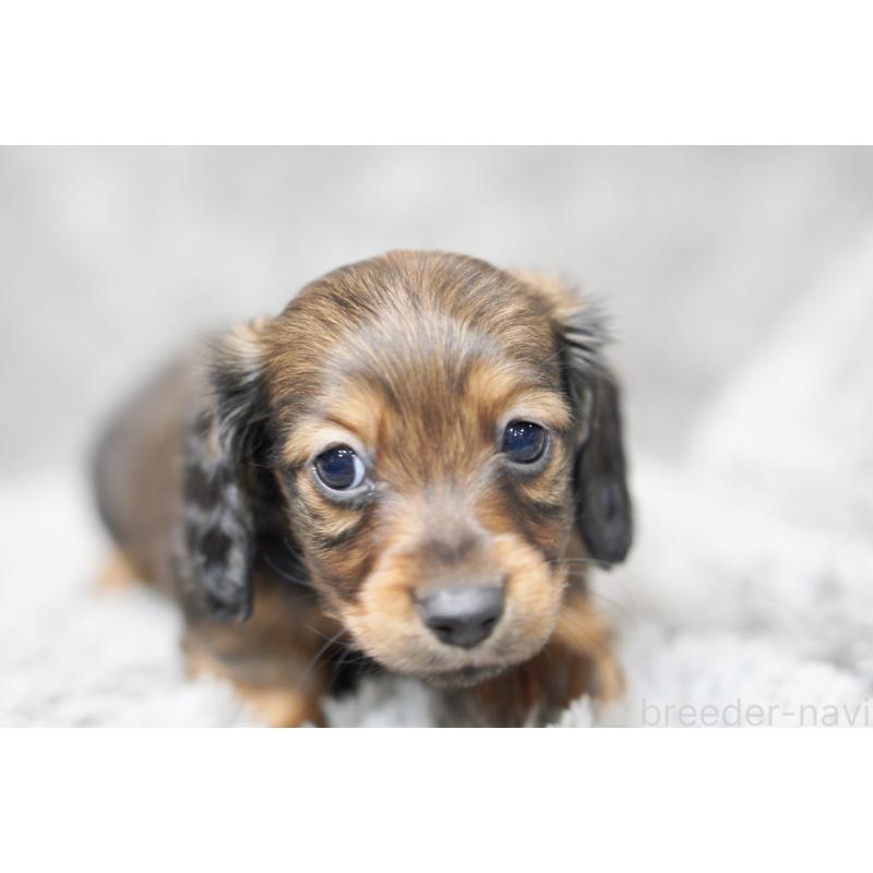 販売中の滋賀県のミニチュアダックスフンド(ロングヘアード)-431826の12枚目