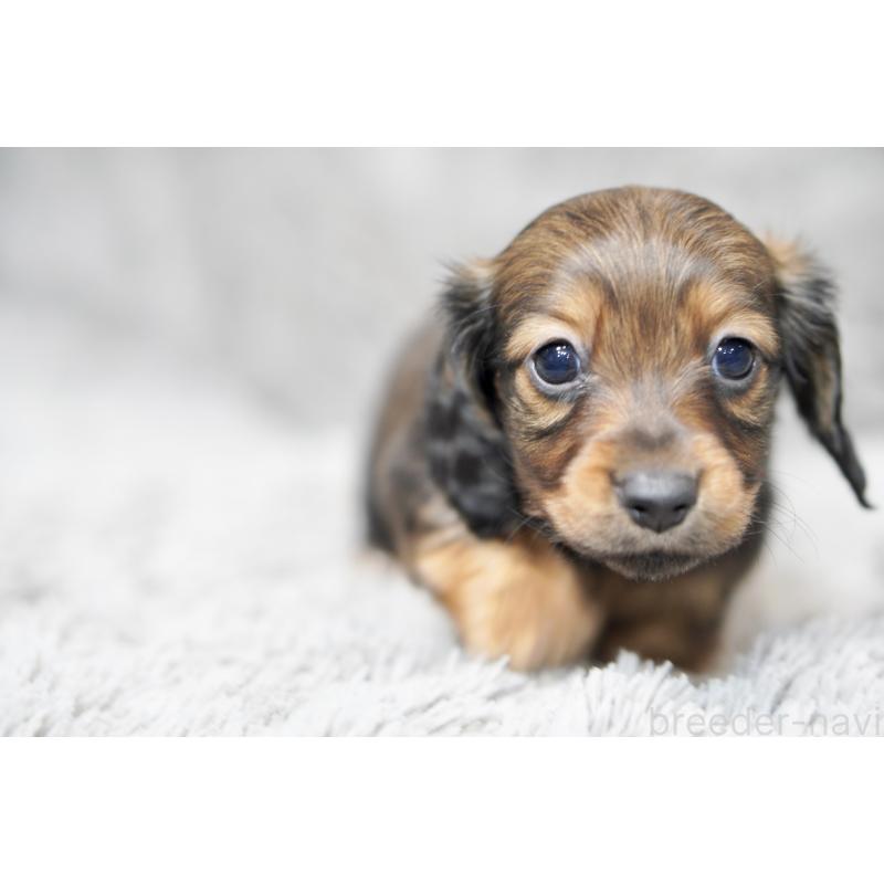 販売中の滋賀県のミニチュアダックスフンド(ロングヘアード)-431826の11枚目