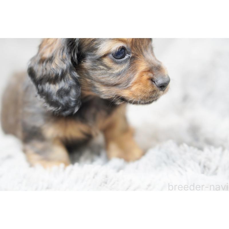 販売中の滋賀県のミニチュアダックスフンド(ロングヘアード)-431826の10枚目