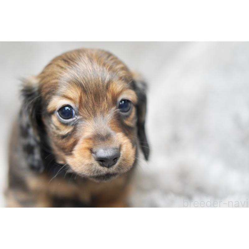 販売中の滋賀県のミニチュアダックスフンド(ロングヘアード)-431826の9枚目