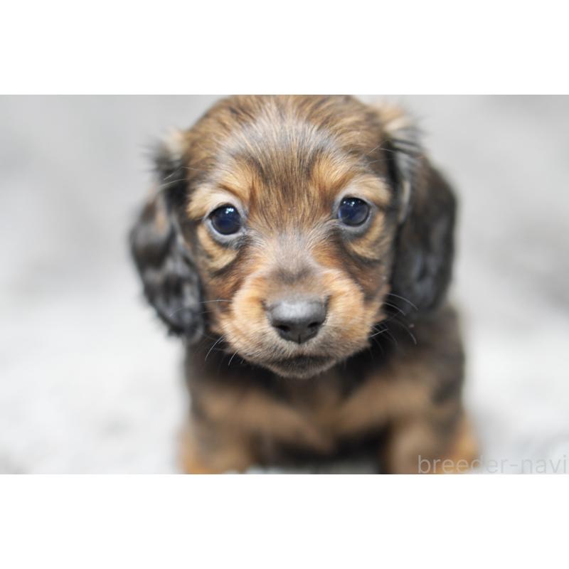 販売中の滋賀県のミニチュアダックスフンド(ロングヘアード)-431826の8枚目