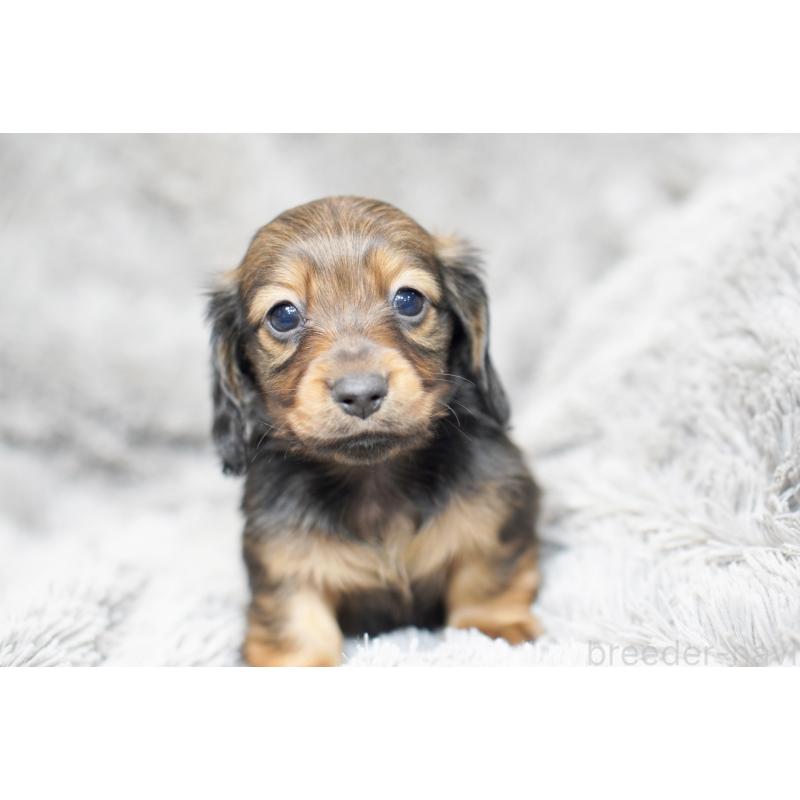 販売中の滋賀県のミニチュアダックスフンド(ロングヘアード)-431826の6枚目